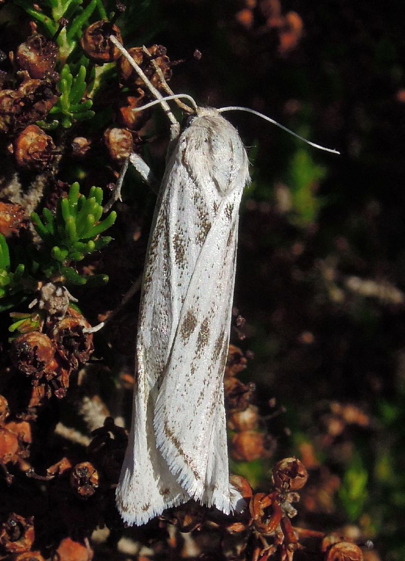 Coscinia cribraria (Erebidae Arctiinae)
